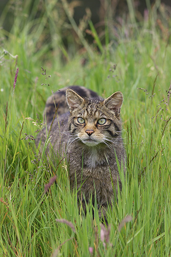 Scottish Wildcat (Felis sylvestris) stalking through grass meadow in summer. Scotland.